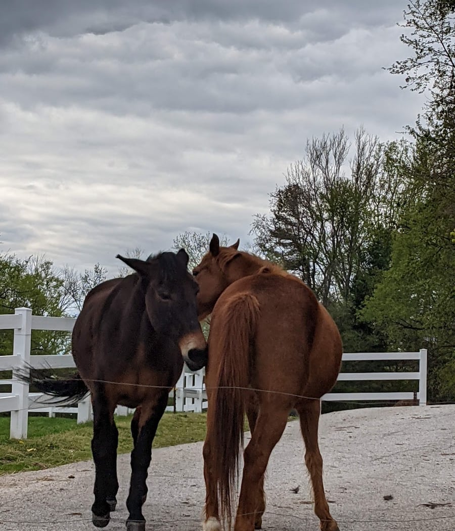 Nor-View Farm Park 4